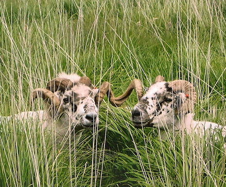 Tynllidiart tups ©Annette Davies