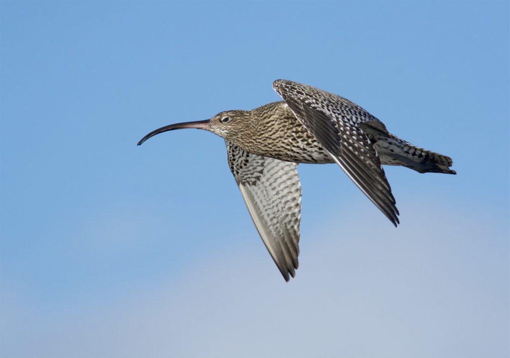 Curlew-©-Ian-McFarlane