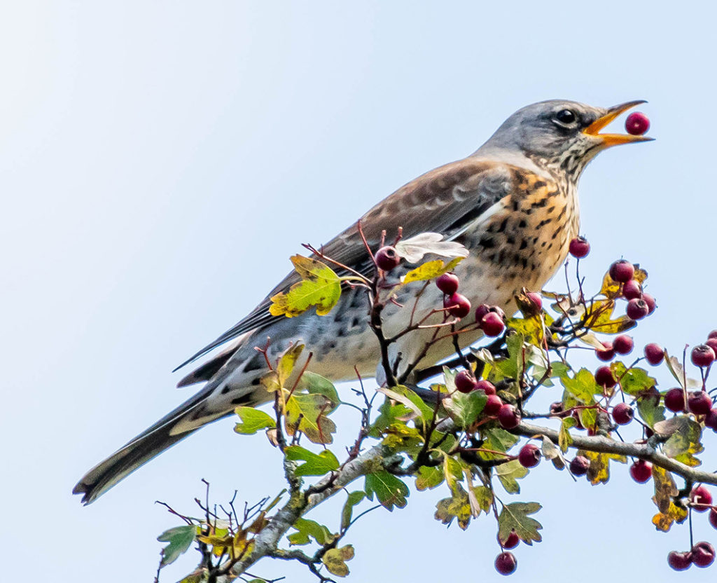 Fieldfare by ©Janice Vincett