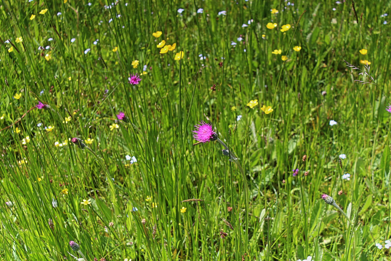 Hay Meadows 