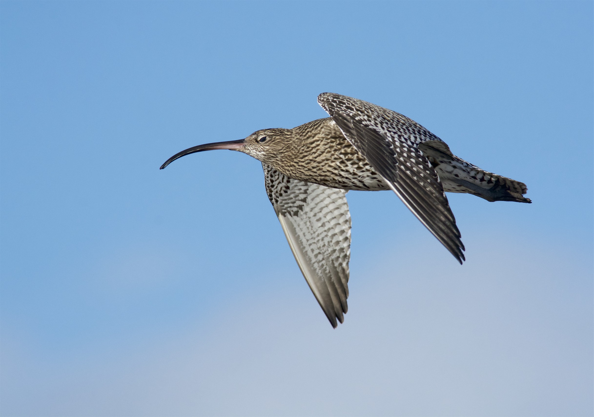 Curlew Monitoring Volunteer Project