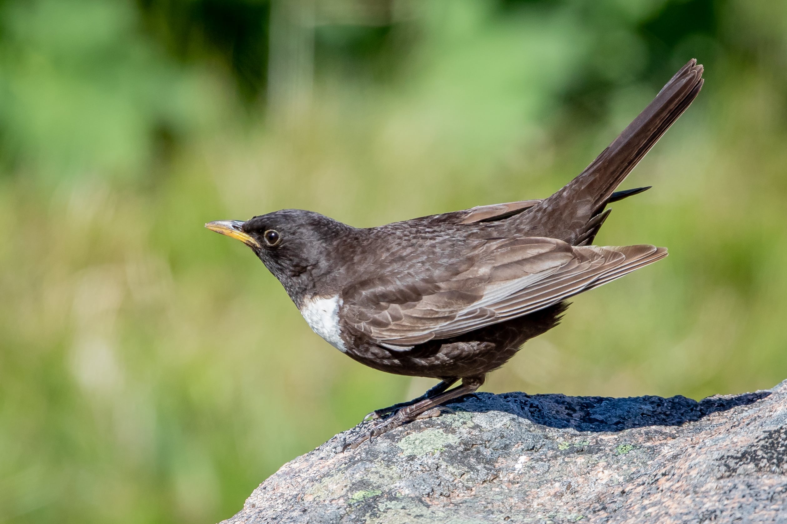 Elan Rare Bird Update